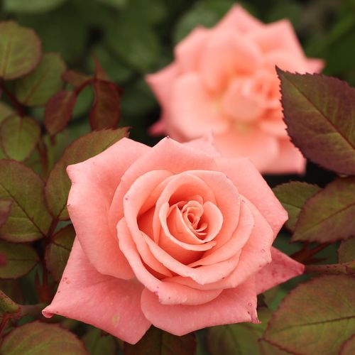 Gärtnerei - Rosa Bettina™ 78 - rosa - teehybriden-edelrosen - diskret duftend - Alain Meilland - Hervorragende Beetrose,dekorativ, leuchtend farbige Blüten. Reich blühend.